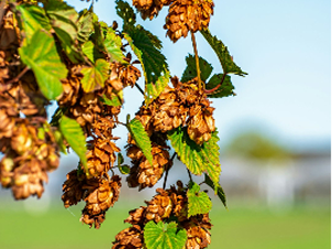 L-Theanine (Suntheanine®)