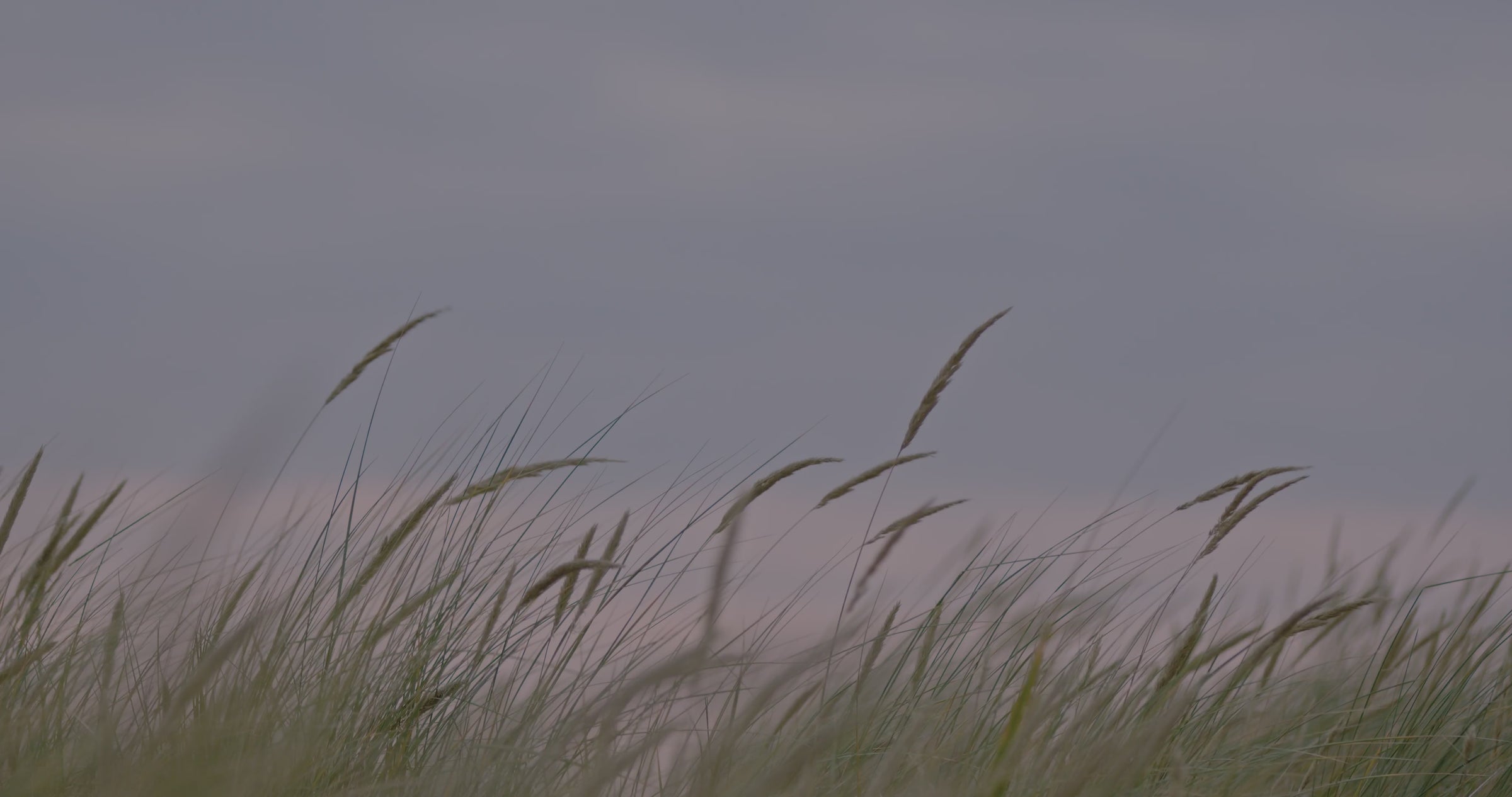 Tall grass swaying in a field at dusk